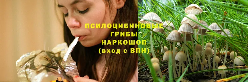 Псилоцибиновые грибы Psilocybine cubensis  Новомосковск 